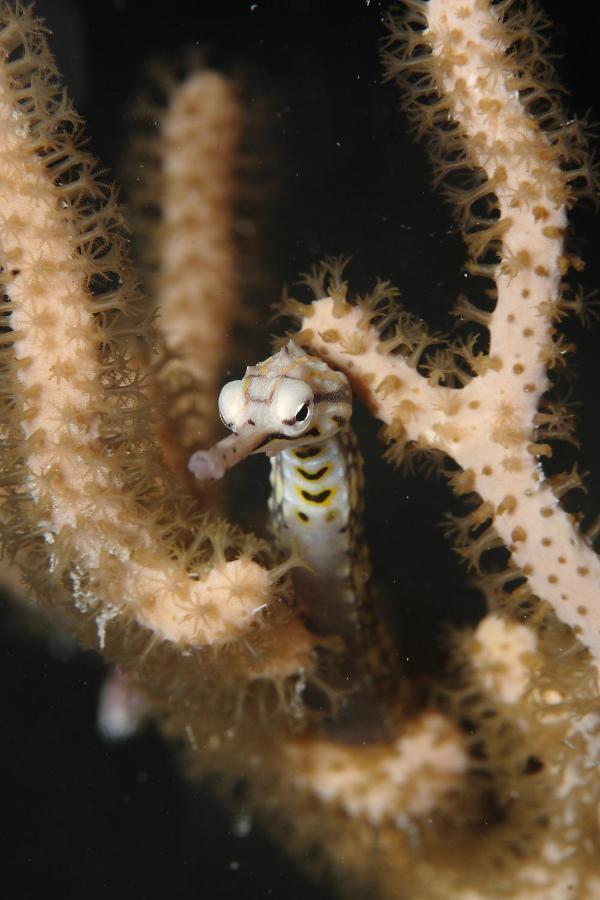Araya Dive Resort Togean Bomba 외부 사진