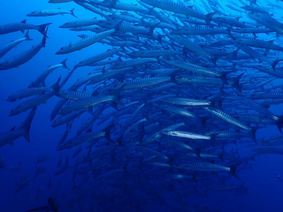 Araya Dive Resort Togean Bomba 외부 사진